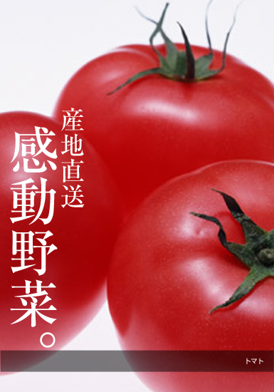 JA熊本市野菜選果施設のトマト